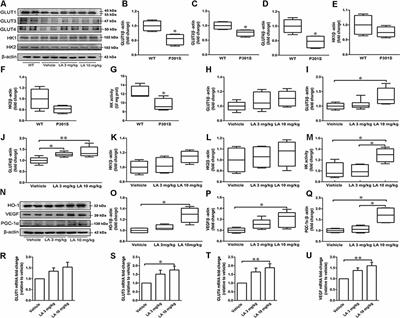 α-Lipoic Acid Maintains Brain Glucose Metabolism via BDNF/TrkB/HIF-1α Signaling Pathway in P301S Mice